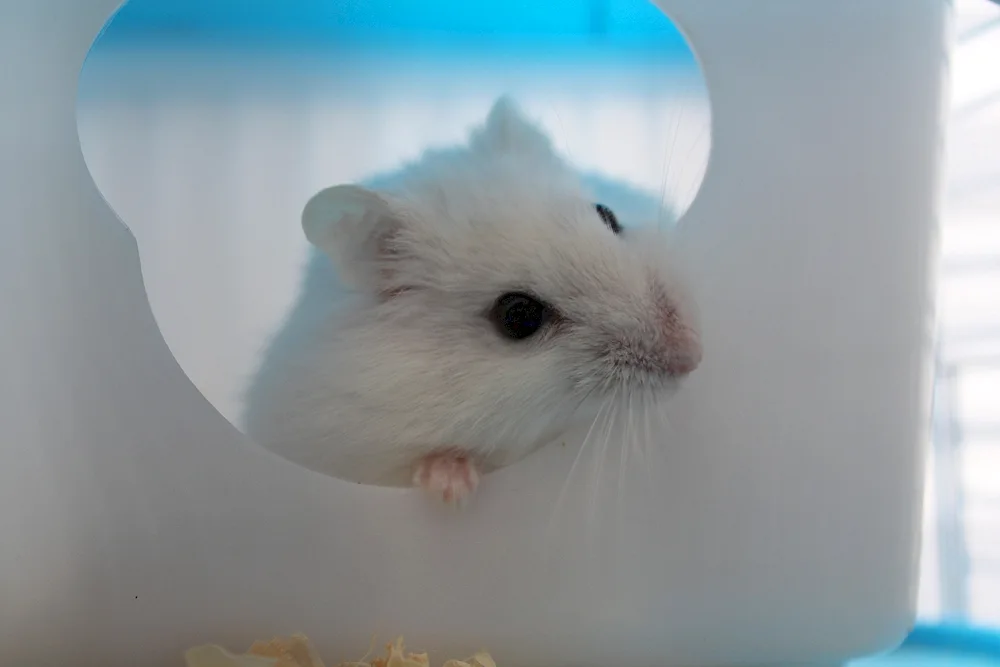 Jungarian hamster white