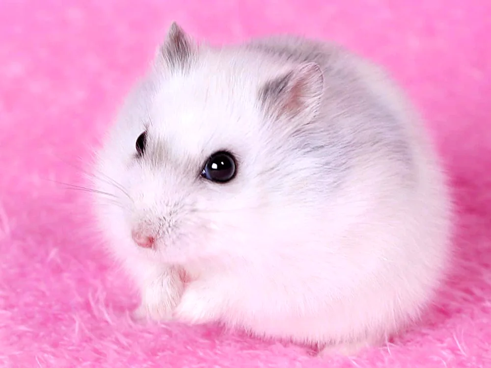 Jungarian hamster