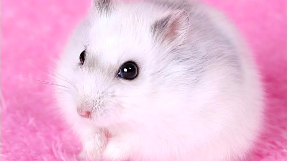 Jungarian albino hamster