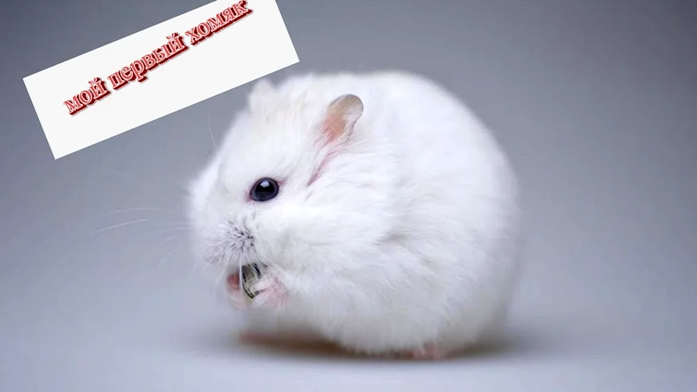 Jungarian hamster white