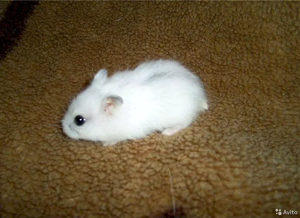 Jungarian hamster. Dzungarian