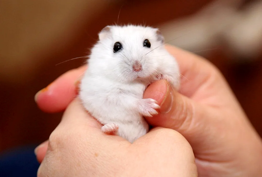 Jungar hamster