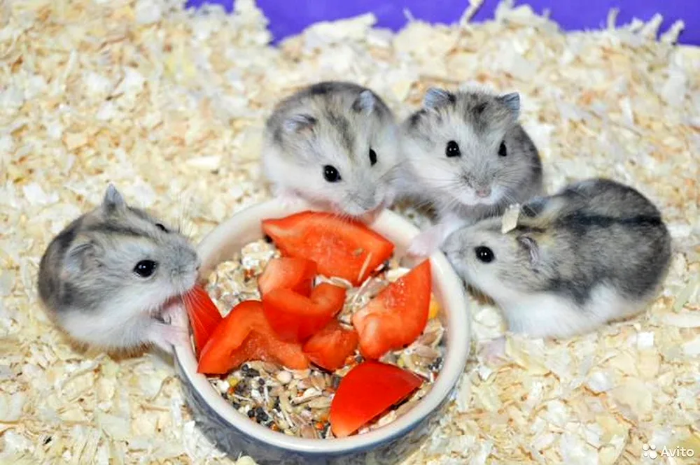 Syrian albino hamster