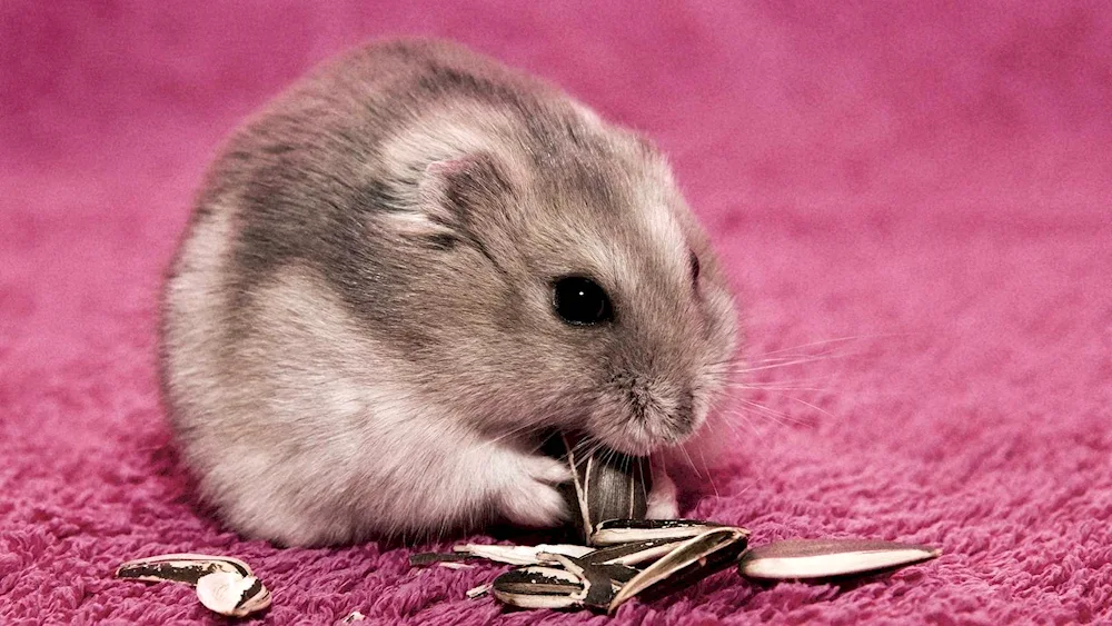 Jungarian hamster. hamster