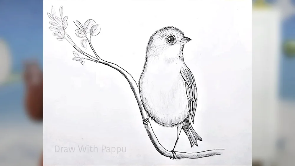 Bird drawing