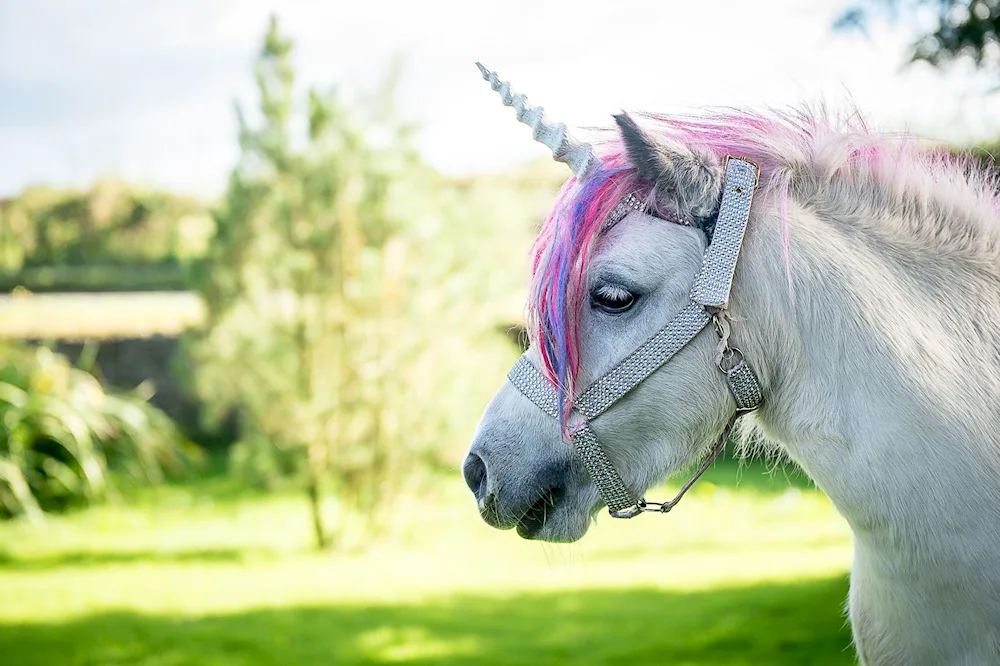 Unicorn