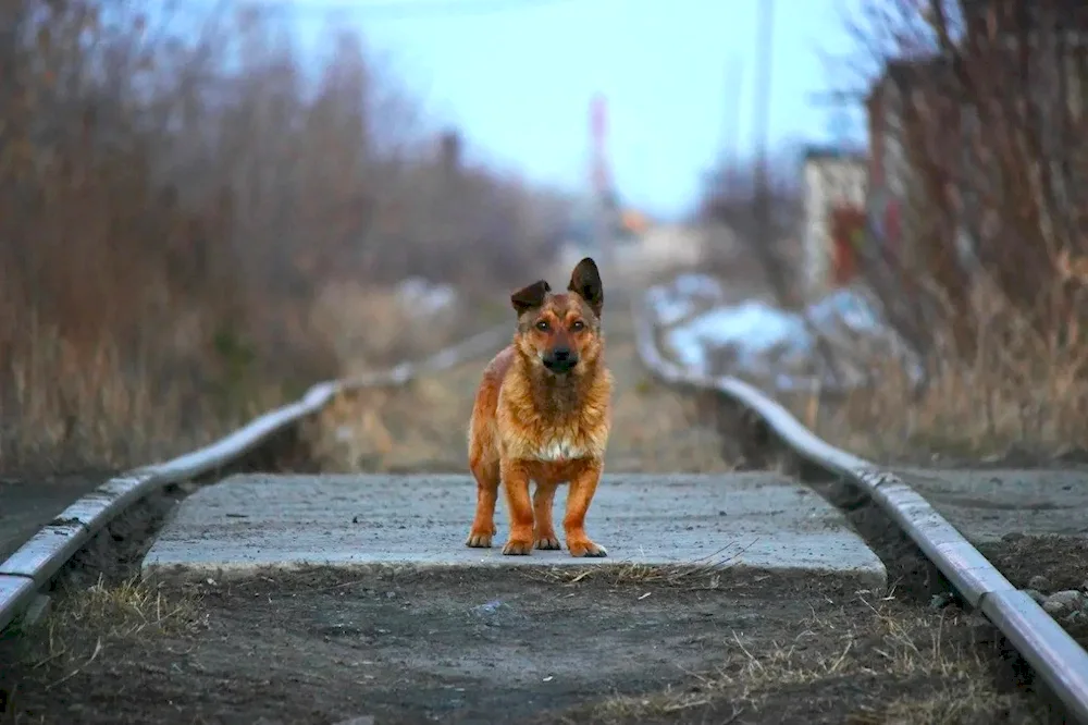 Eduard Asadov about red mongrel dog