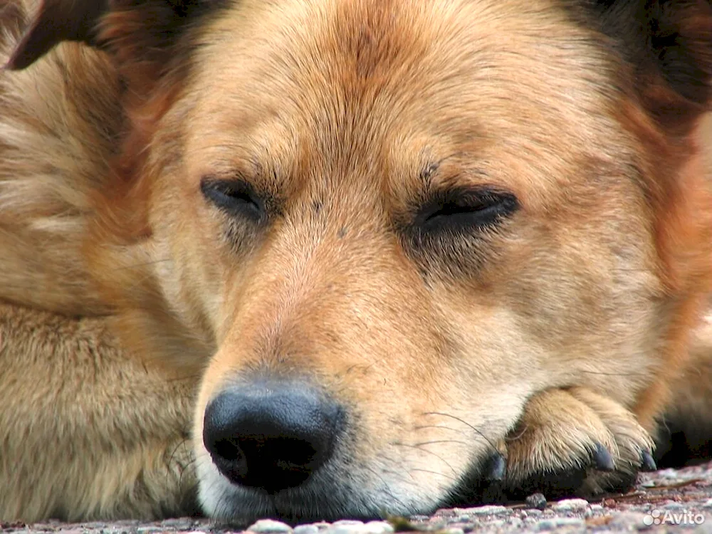 Red mongrel dog