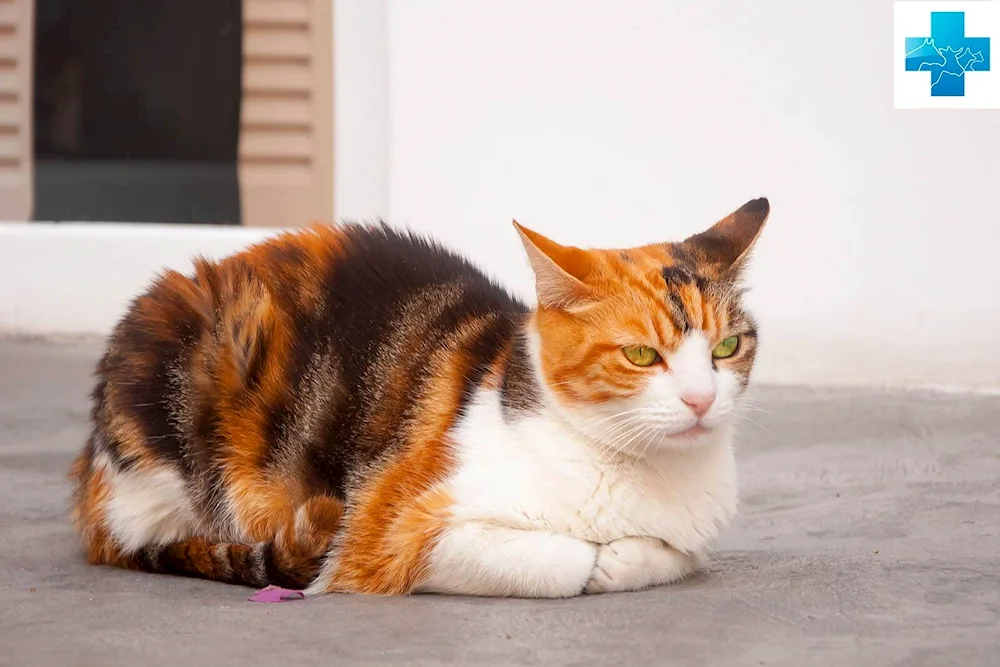 Tri-coloured cat Calico