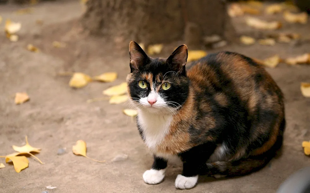 Calico