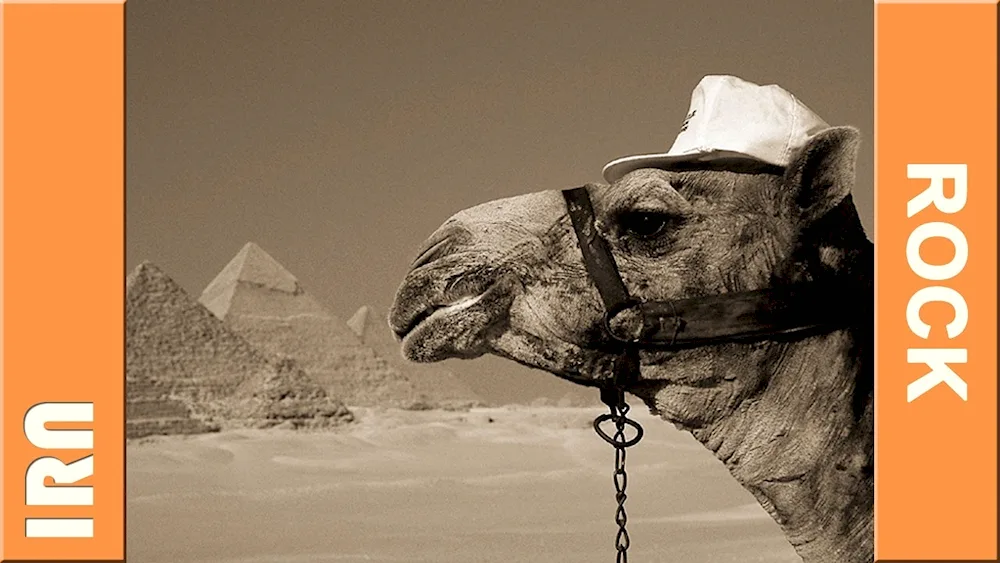 Gobi double-humped camel