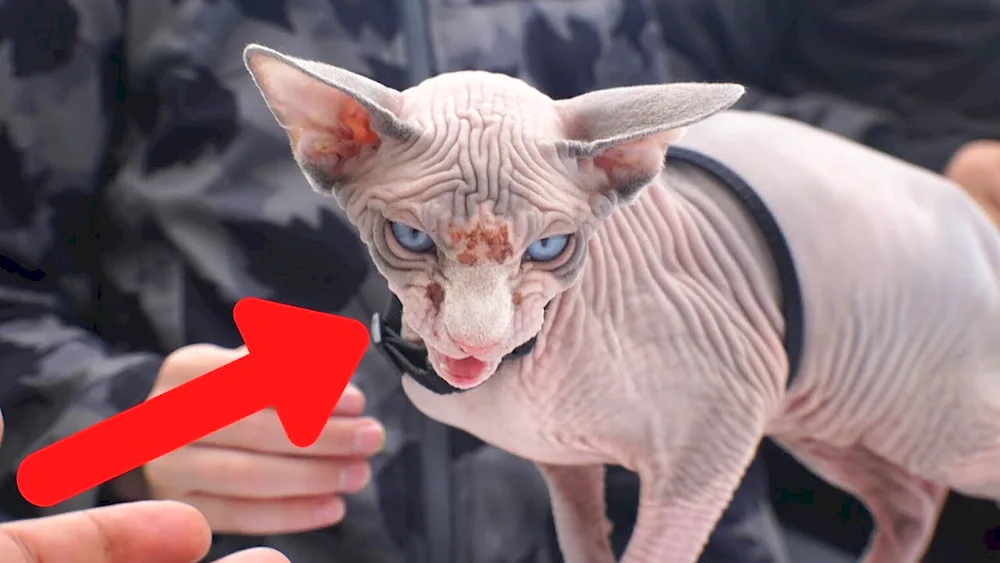 Pet sphynx cats Canadian sphynx cat breed