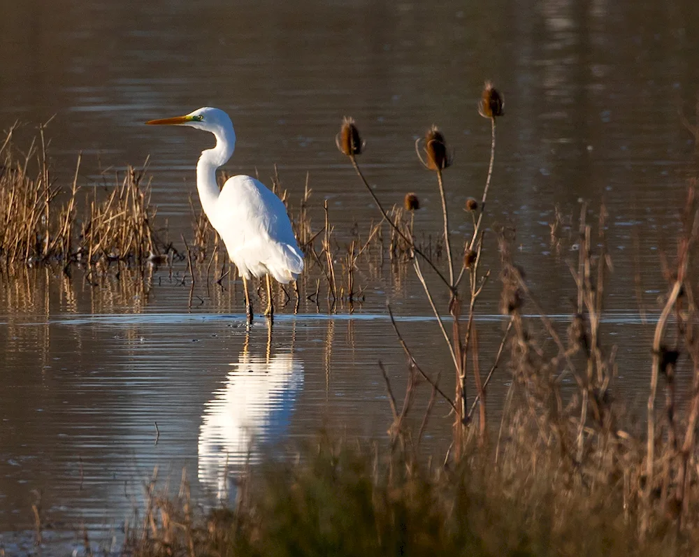 Wasyugan marsh birds