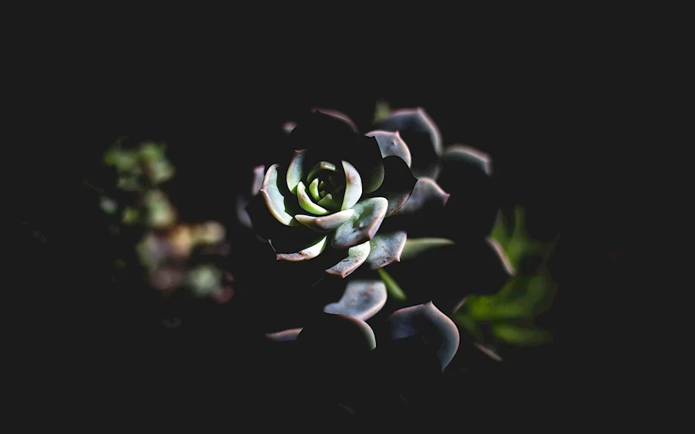 Flowers on a dark background