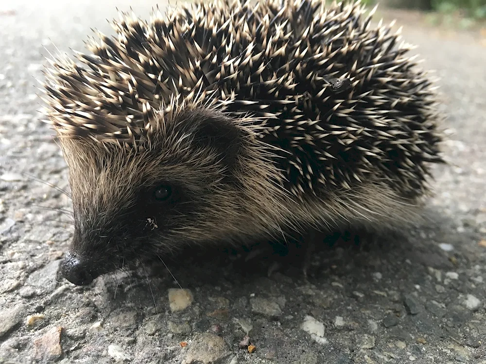 Hedgehog
