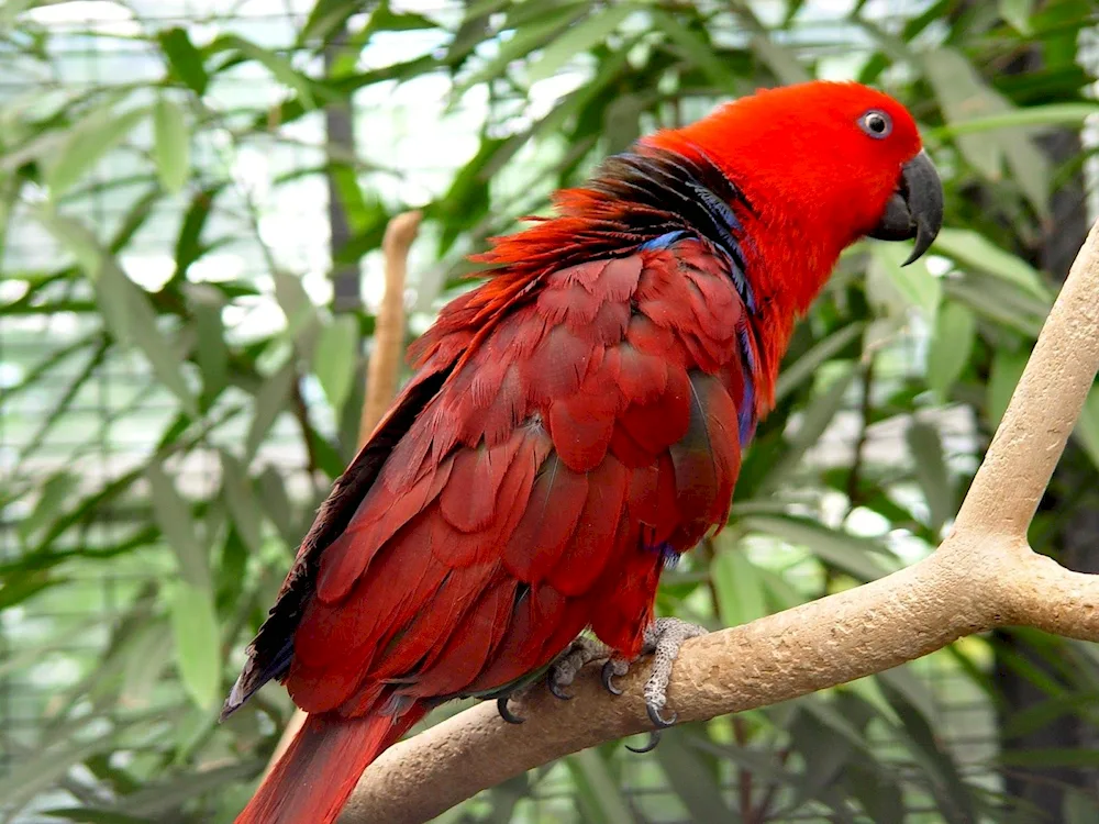 Red waved parrot red