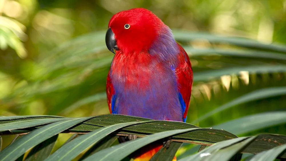 Electus parrot