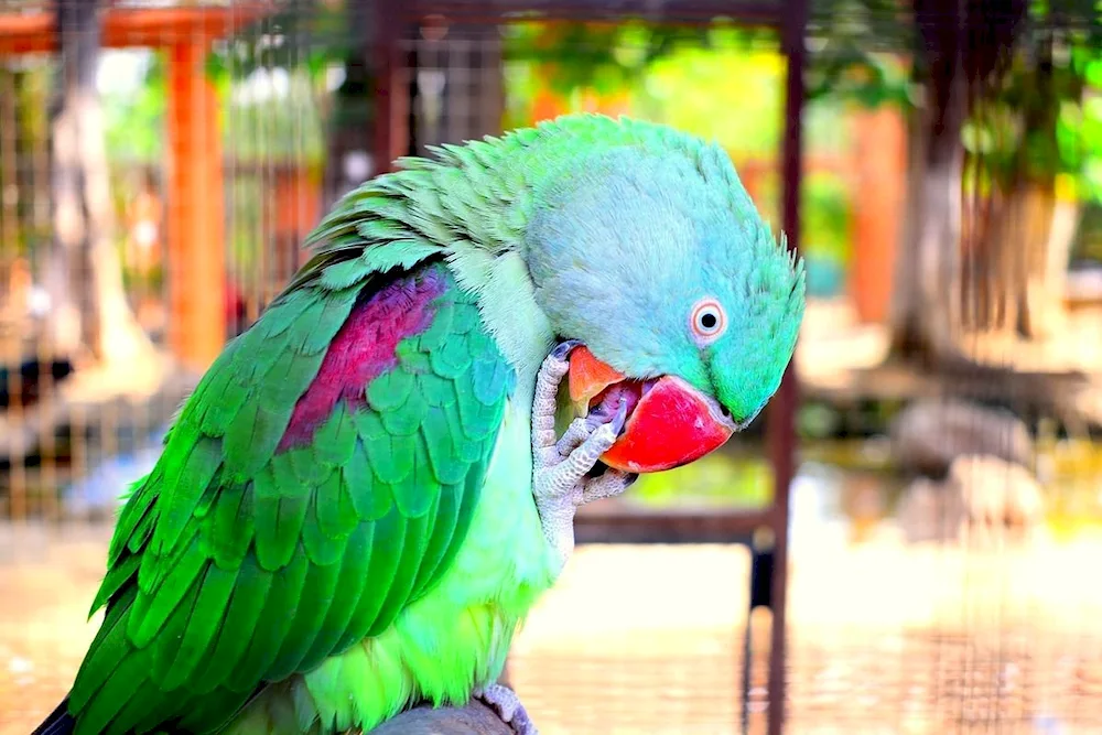 Electus parrot