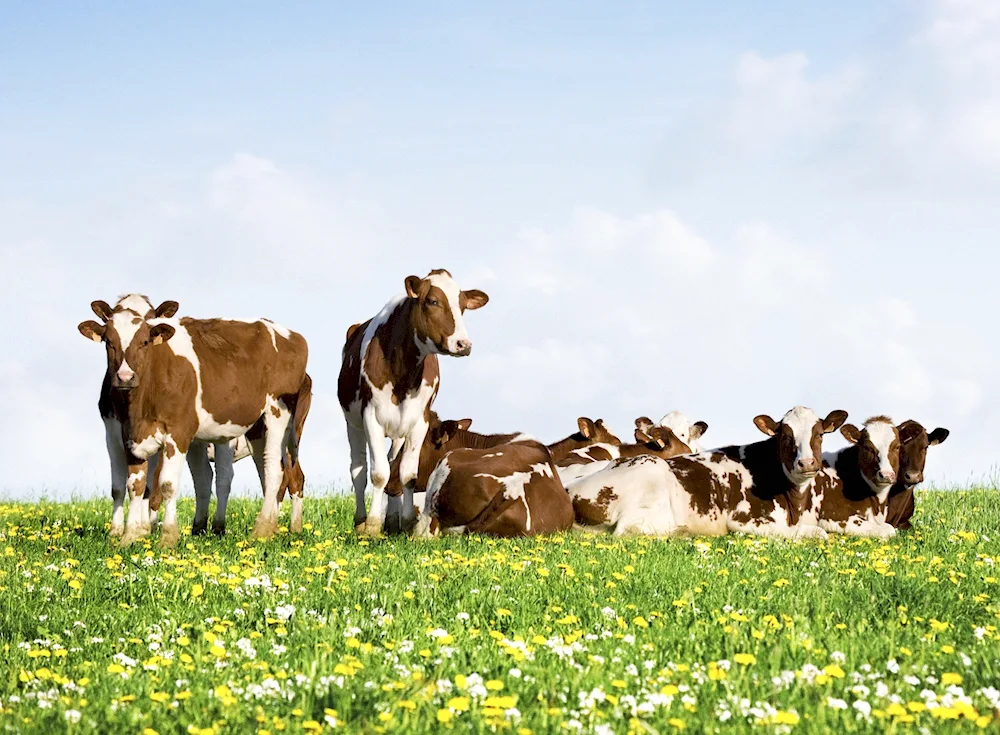 Agriculture Italy cattle farming