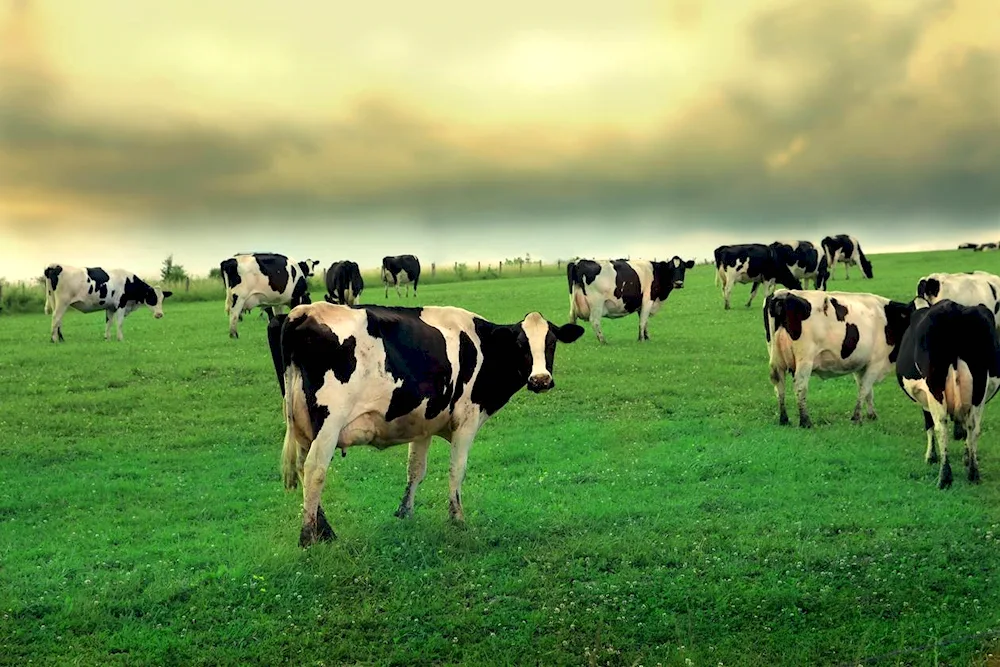 Cows in the meadow