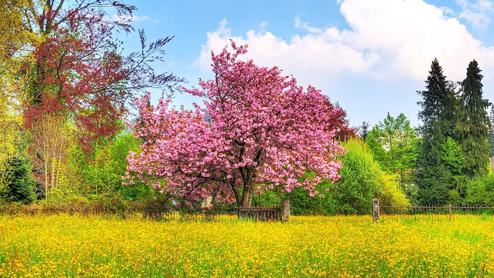 Sakura cherry blossom