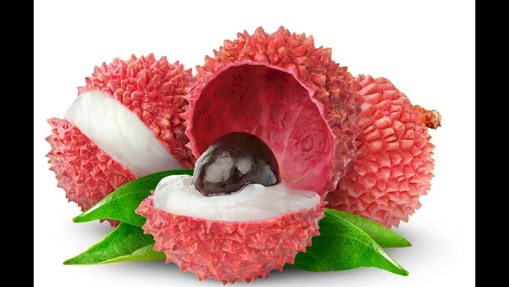 Pitahaya pitahaya