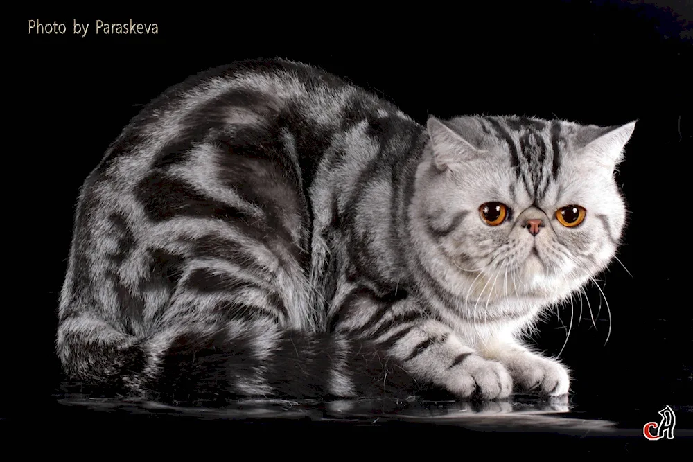 Exotic Brown tabby