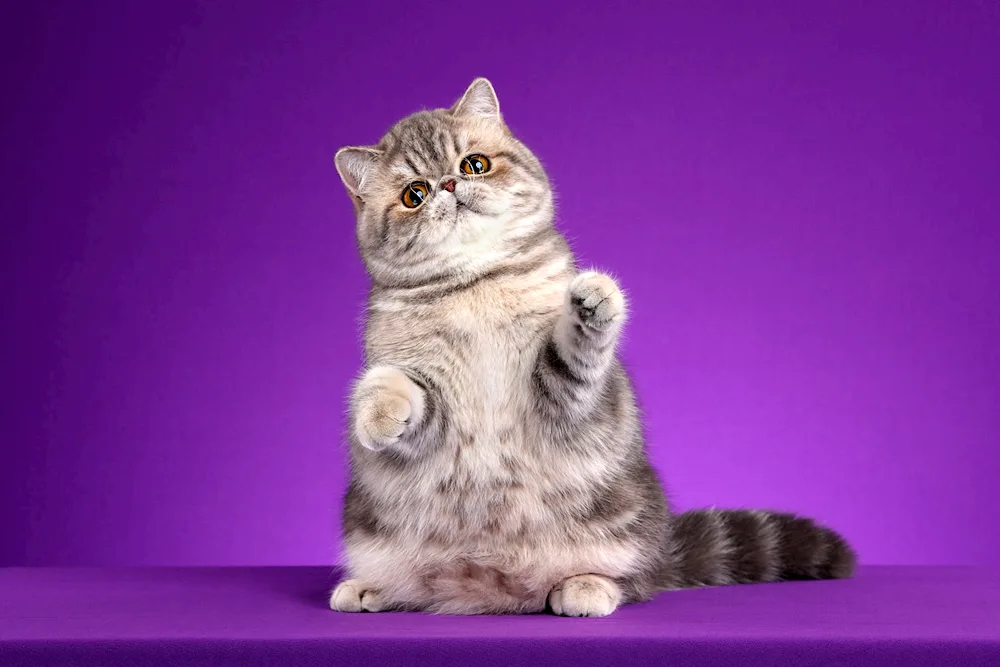 Scottish lop cat kitten