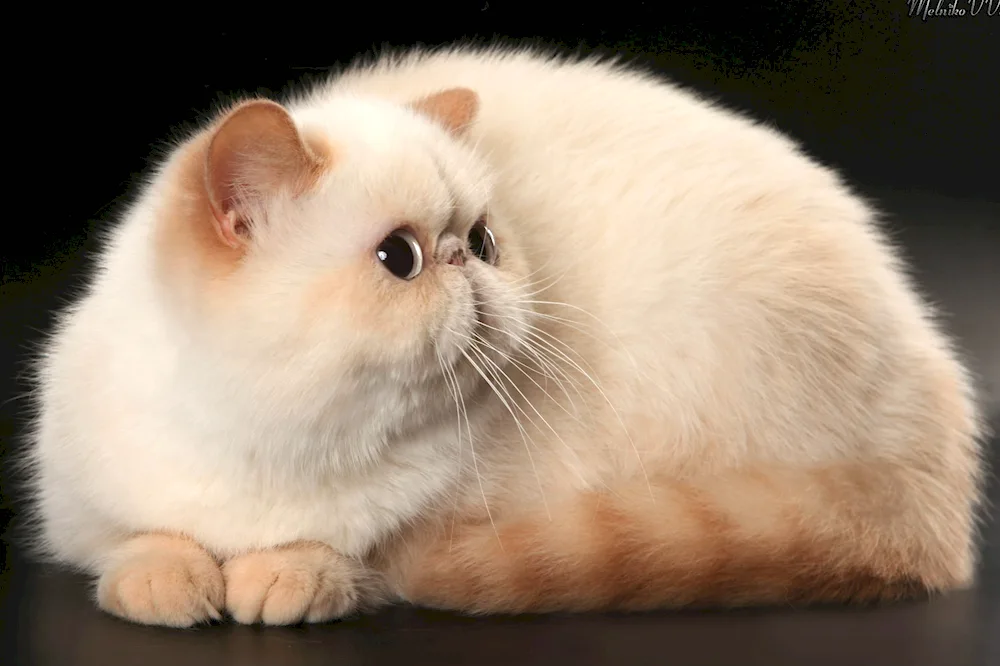 Persian chinchilla cat Exotic