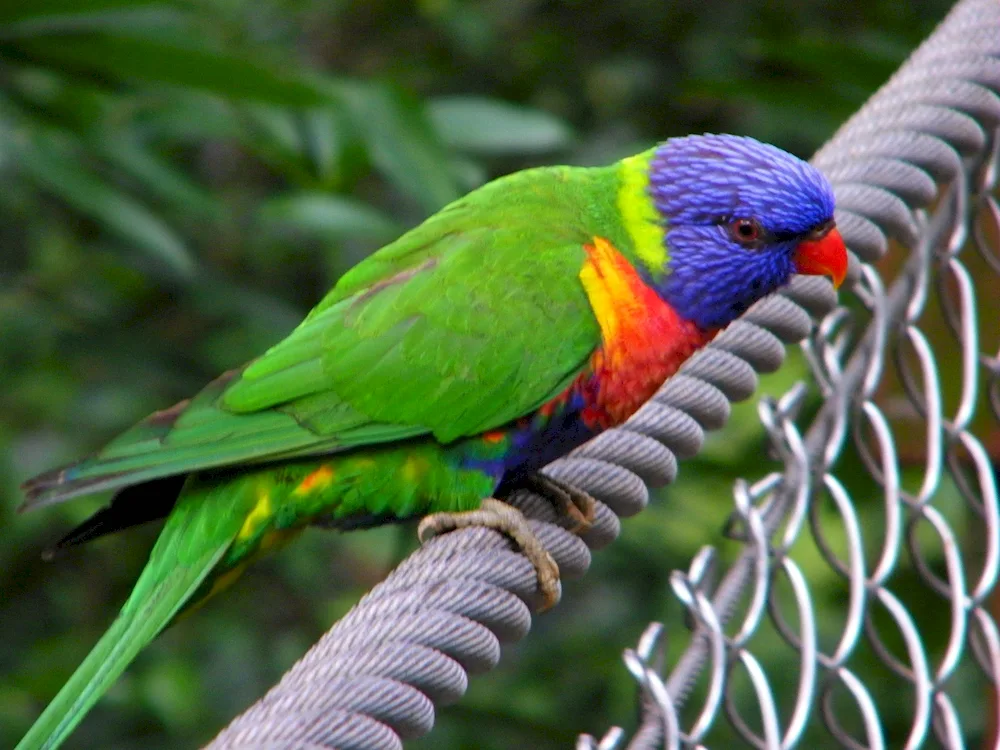 Cockatoo lorikeet