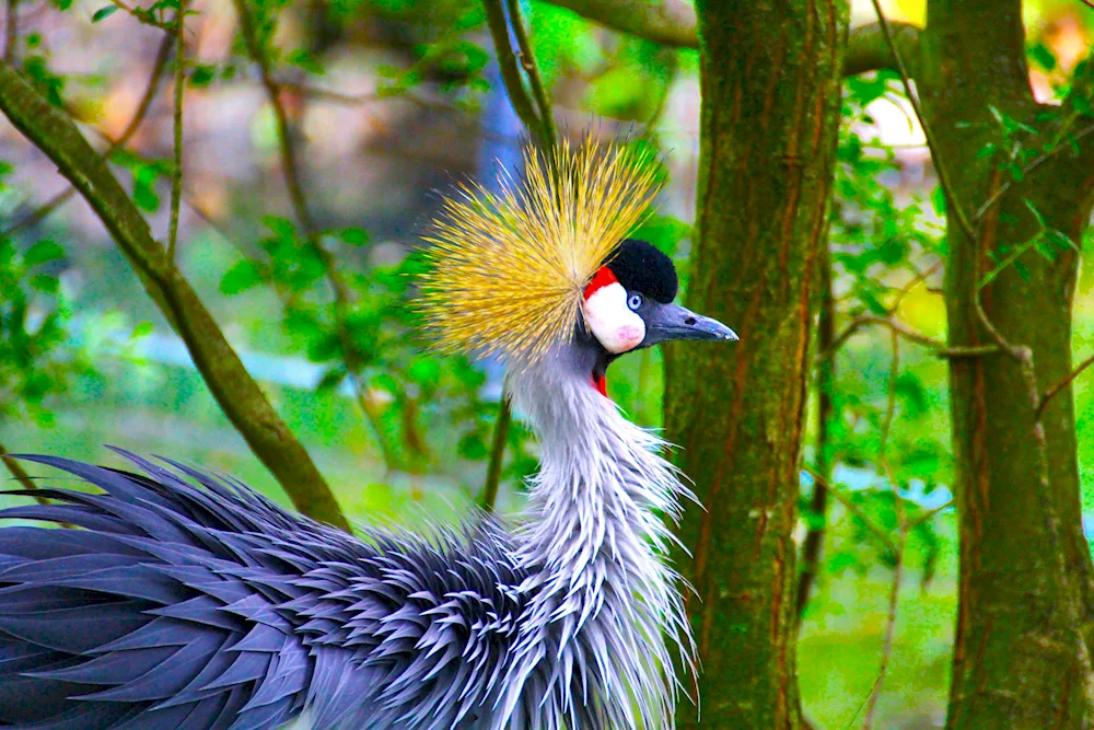 Moscow Zoo Toucan