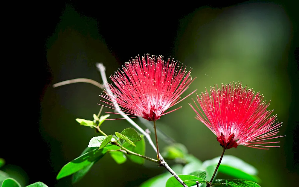 Exotic flowers