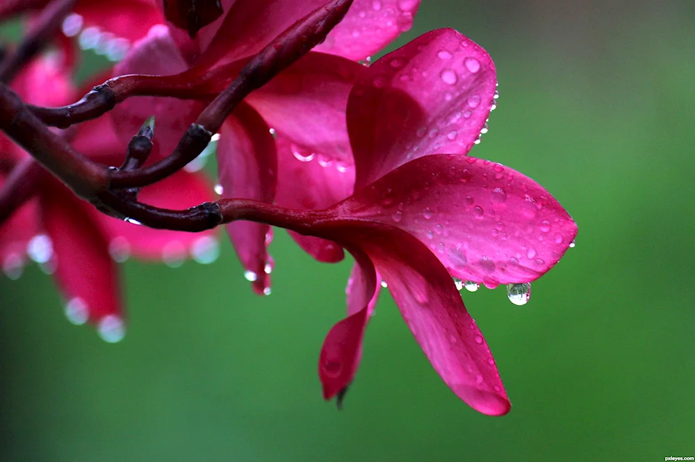 Exotic flowers