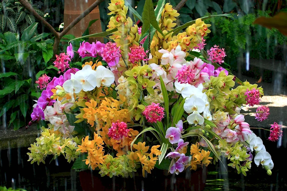 Exotic flowers