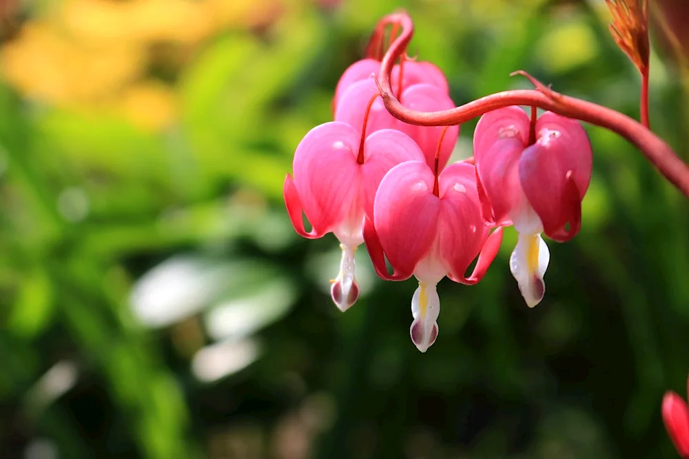 Exotic flowers in nature