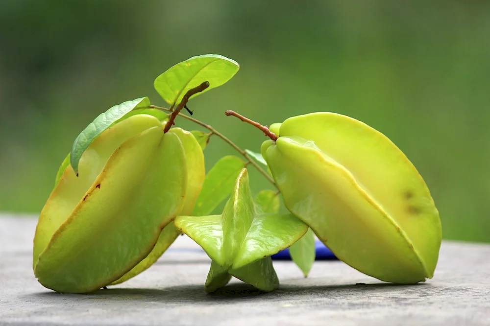 Avocado 4k