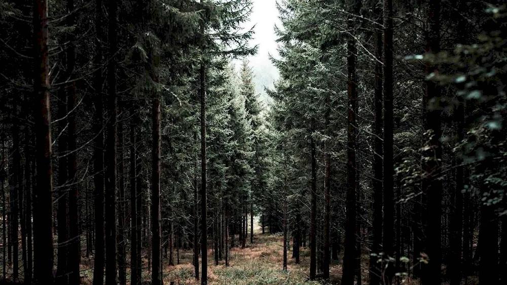 Siberian dark coniferous spruce