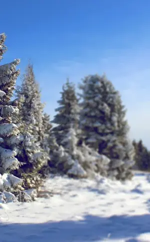 Spruce in the snow