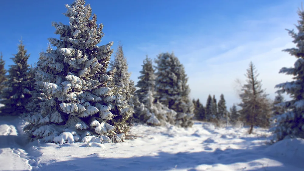 Spruce in the snow