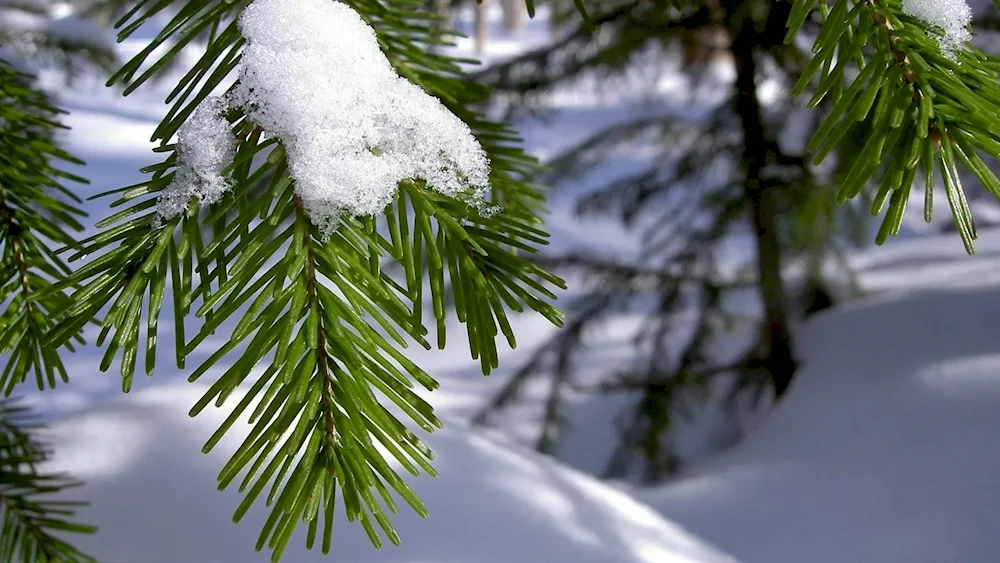 Earthy forest in snow