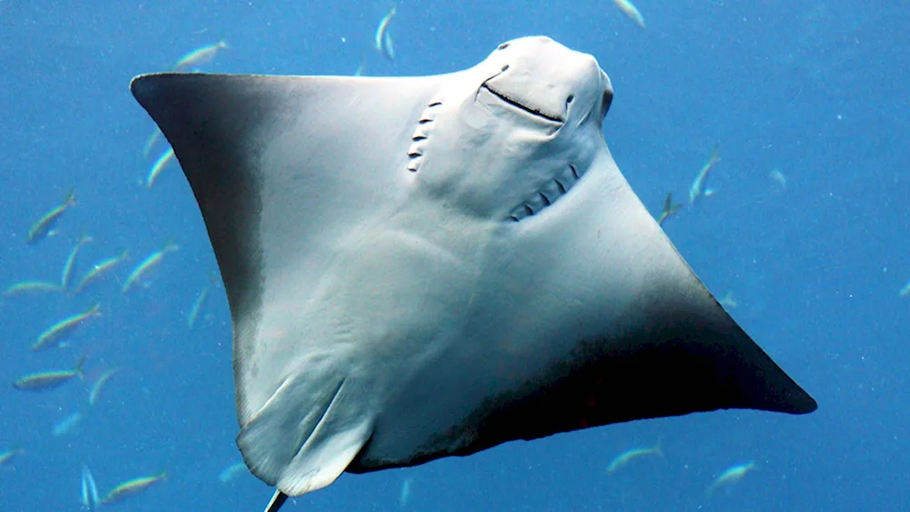 Electric stingray