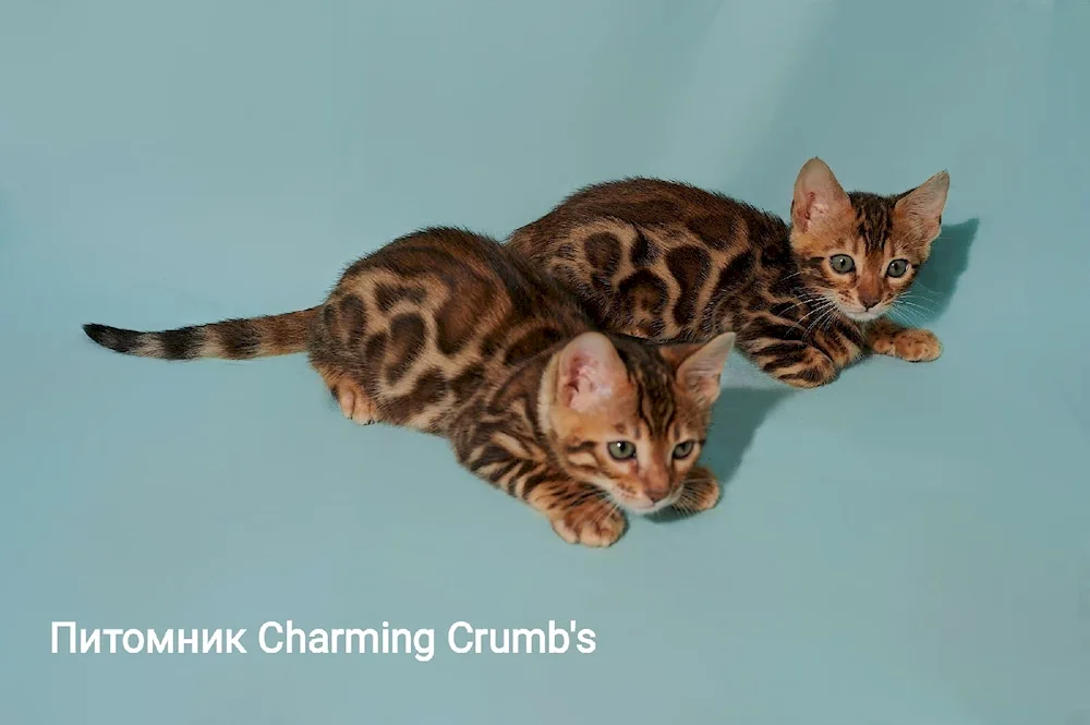 Elite Bengal kittens