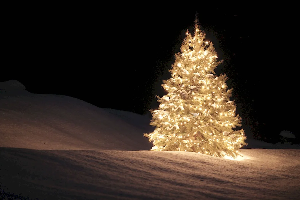 New Year's tree at night