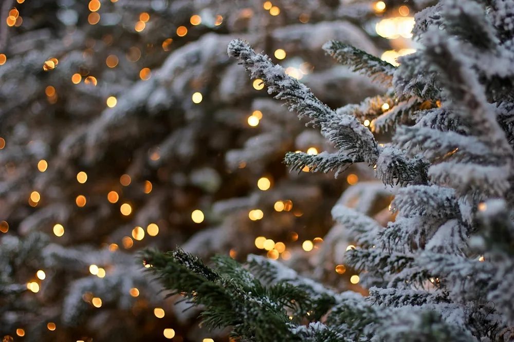 Christmas tree in snow