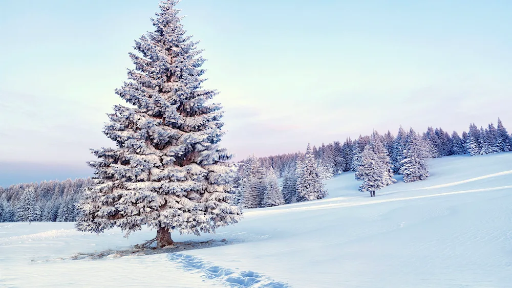 Spruce tree in the snow