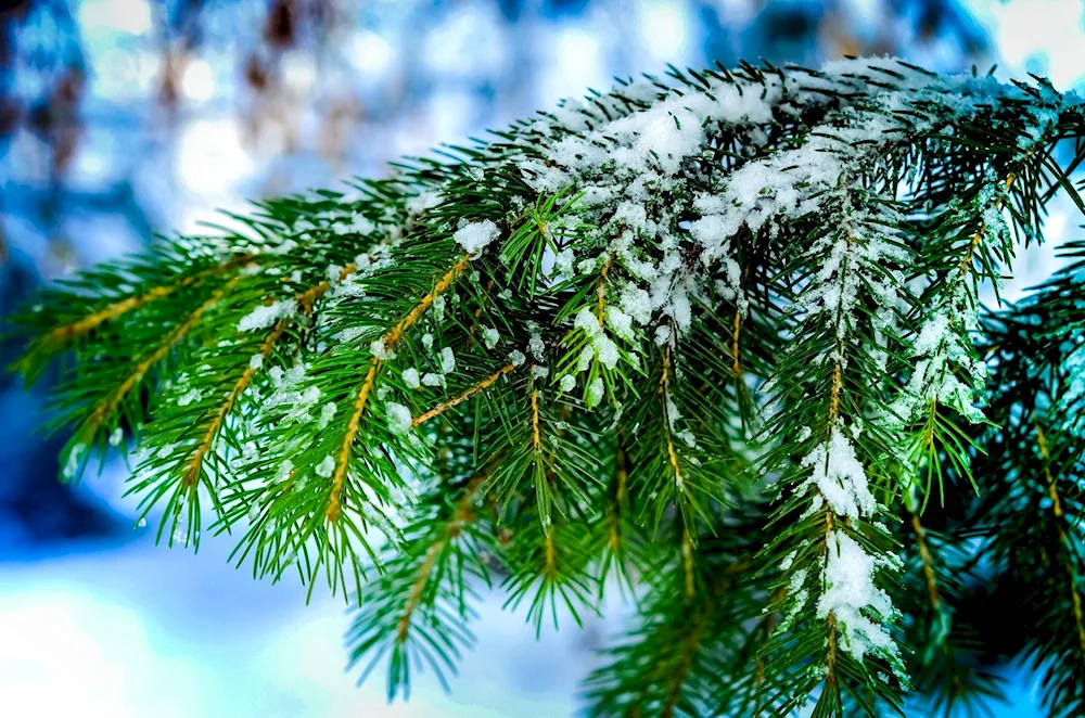 A Christmas tree in the snow