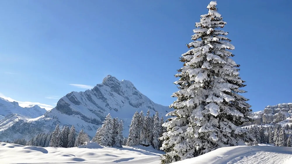 Winter spruce tree winter