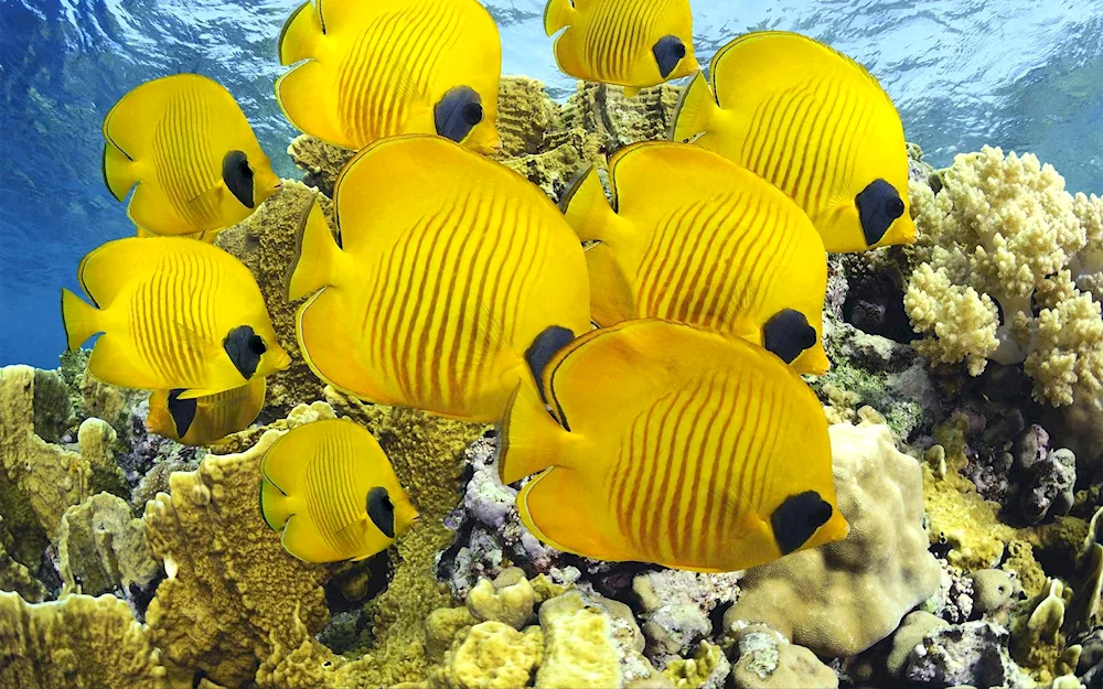 Ellow reef