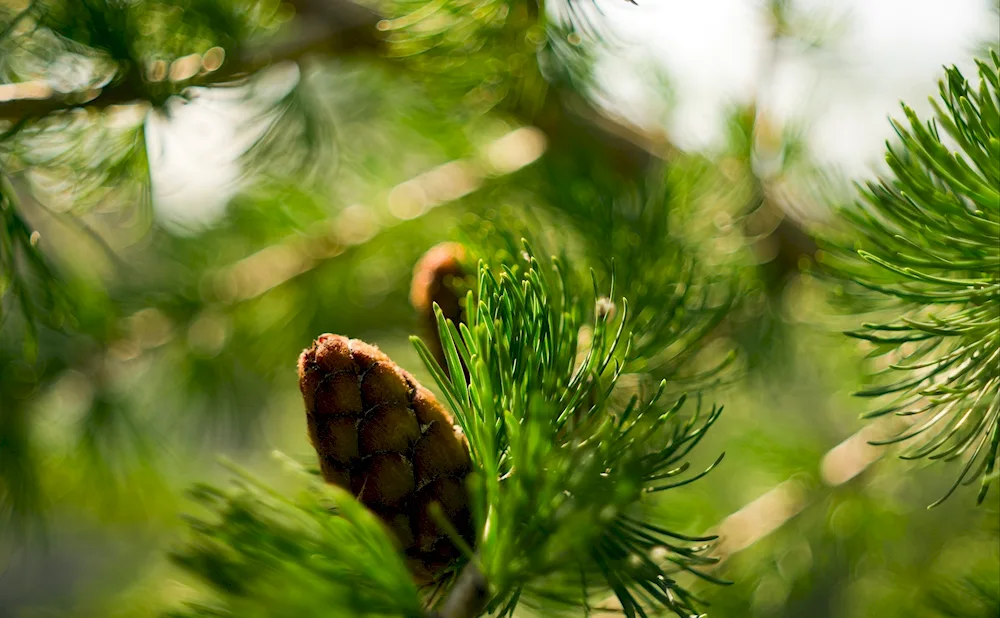 Tunberg Pine