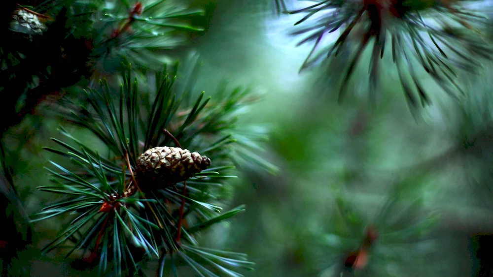 Cedar Fir Forest